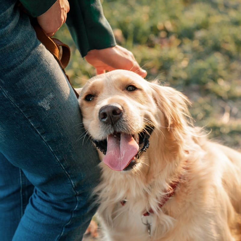 Canine Rehab | Aerowood Animal Hospital
