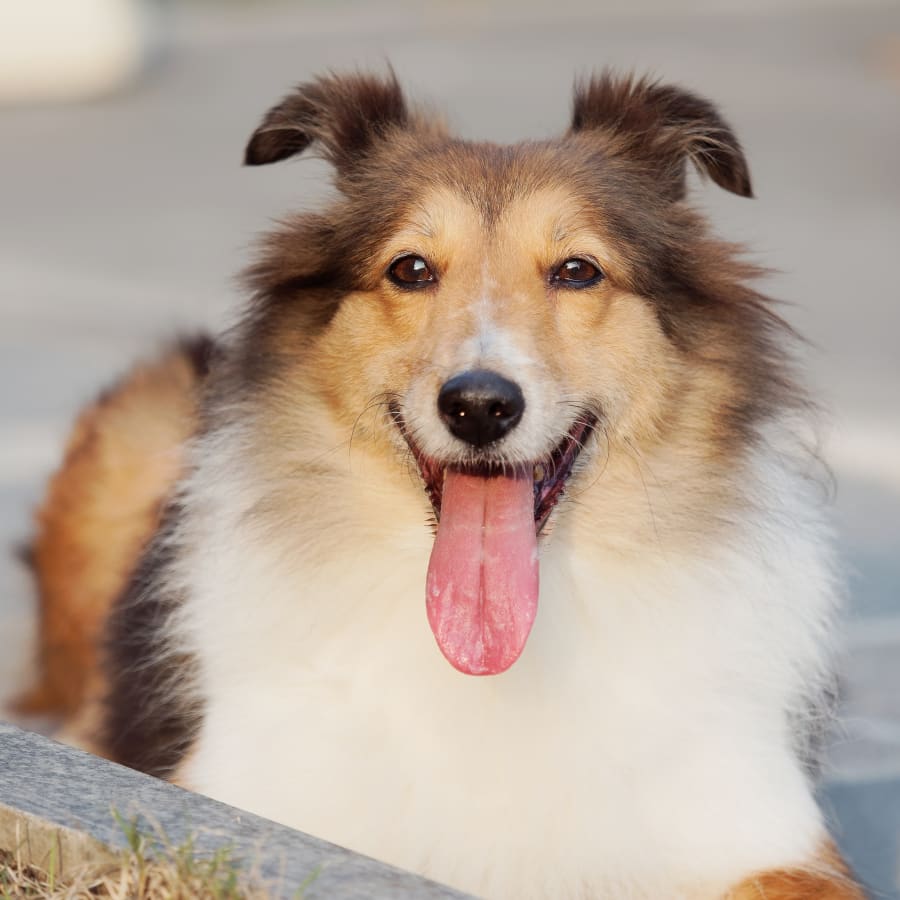 a dog with its tongue out near our veterinary clinic in Bellevue