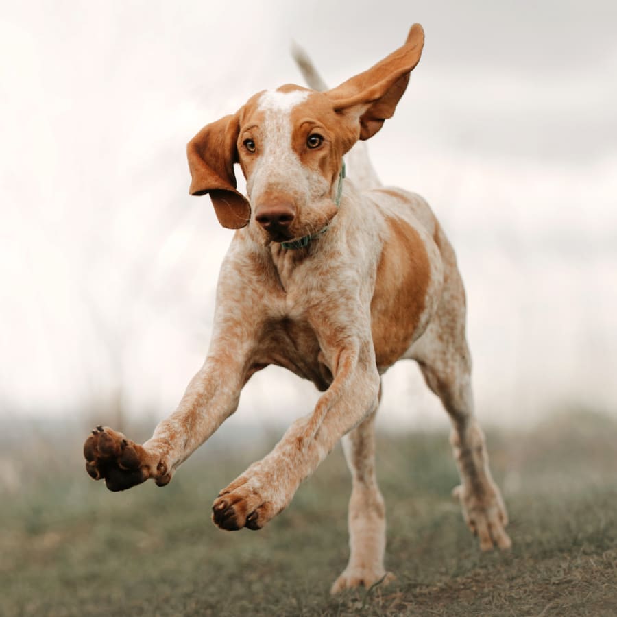 Dog runs, Geriatric Care for dogs in Bellevue