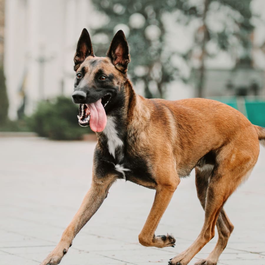 Routine Exams at Aerowood Animal Hospital
