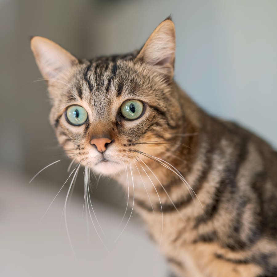 Veterinary Internal Medicine for Cats & Dogs in Bellevue WA 