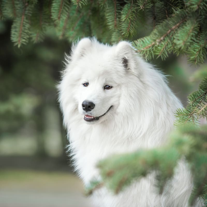 Veterinary Laser Therapy in Bellevue