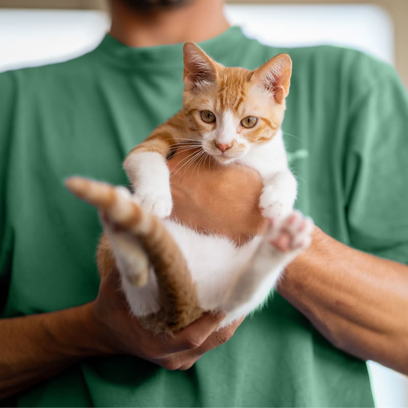 Natural Nutrition for Pets in Bellevue