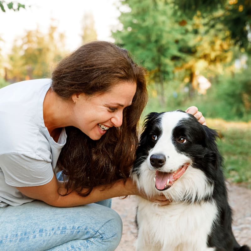 Titer Testing for Pets in Bellevue