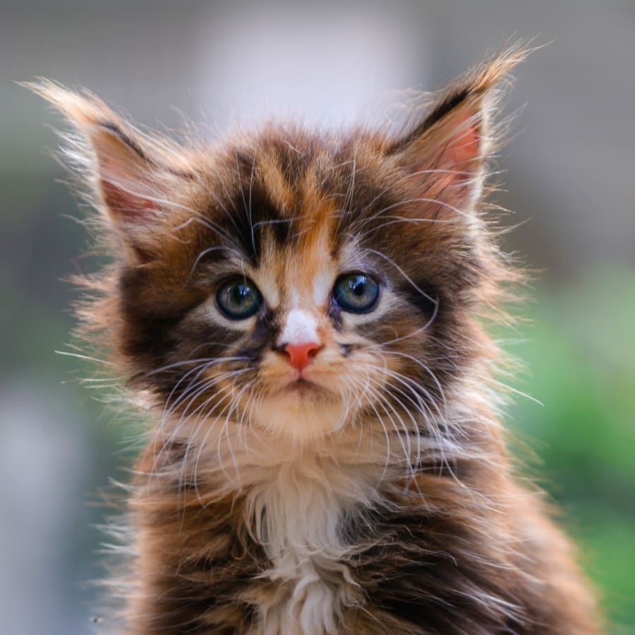 Cat Vaccinations Services in Bellevue